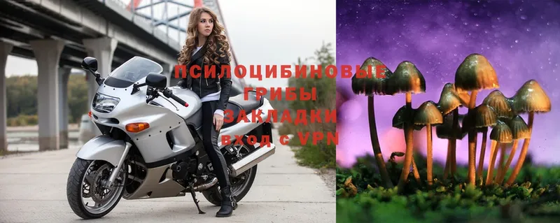 Галлюциногенные грибы Psilocybe  Андреаполь 